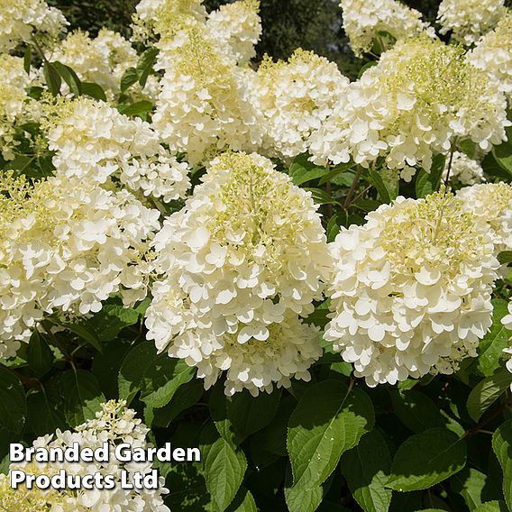 Hydrangea paniculata 'Silver Dollar'