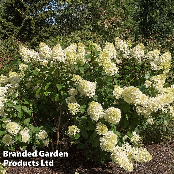 Hydrangea paniculata 'Silver Dollar'