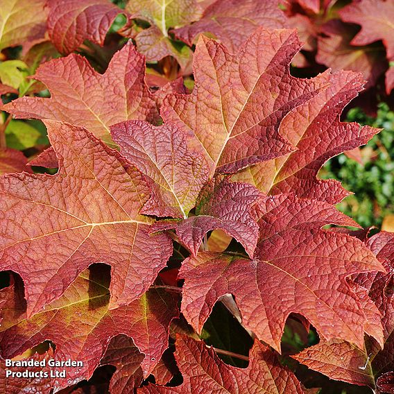 Hydrangea quercifolia 'Snow Queen'