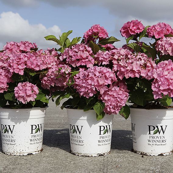 Hydrangea macrophylla 'Sweet Cupcake'