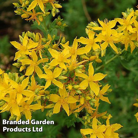 Hypericum perforatum