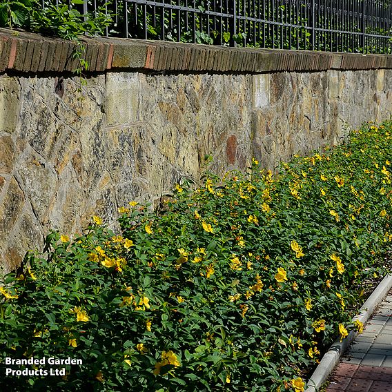 Hypericum calycinum