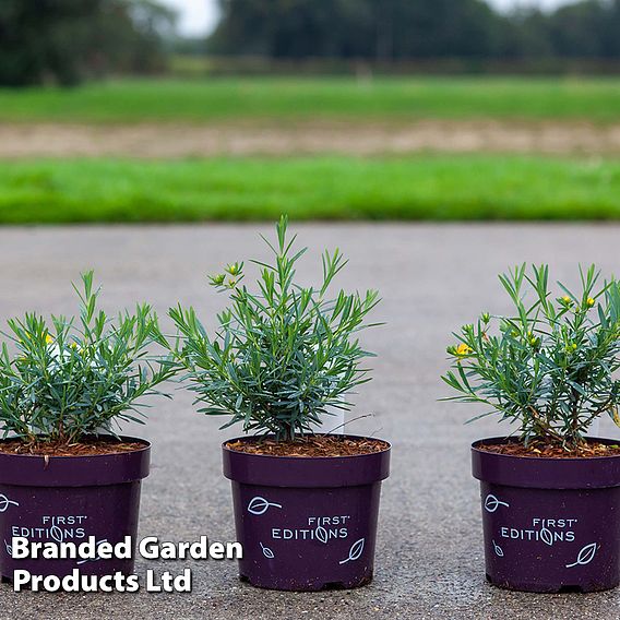 Hypericum kalmianum 'Cobalt-n-Gold'