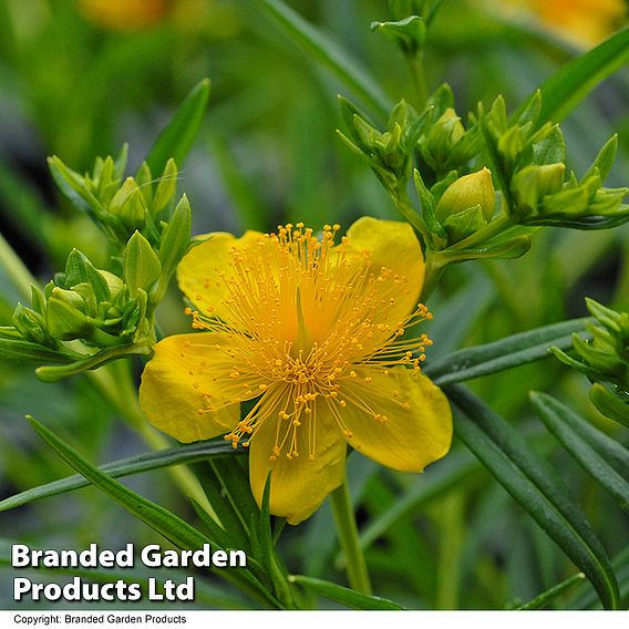 Hypericum kalmianum 'Sunny Boulevard'