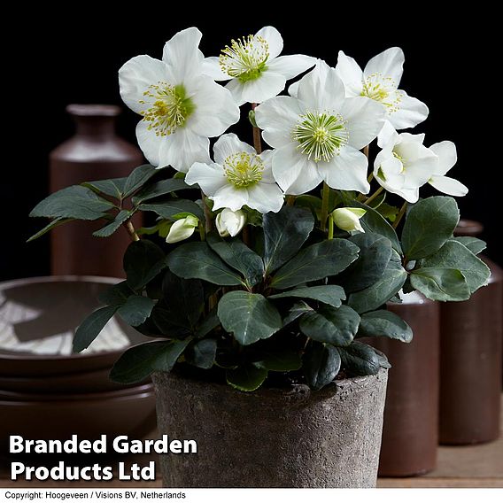 Hellebore 'Christmas Carol'