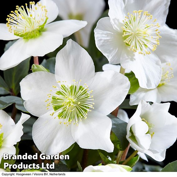 Hellebore 'Christmas Carol'