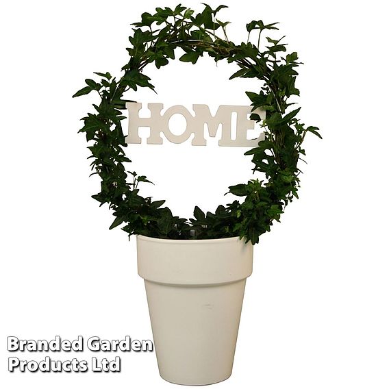 Hedera Home Hoop