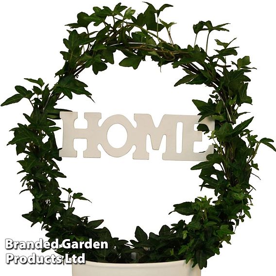 Hedera Home Hoop