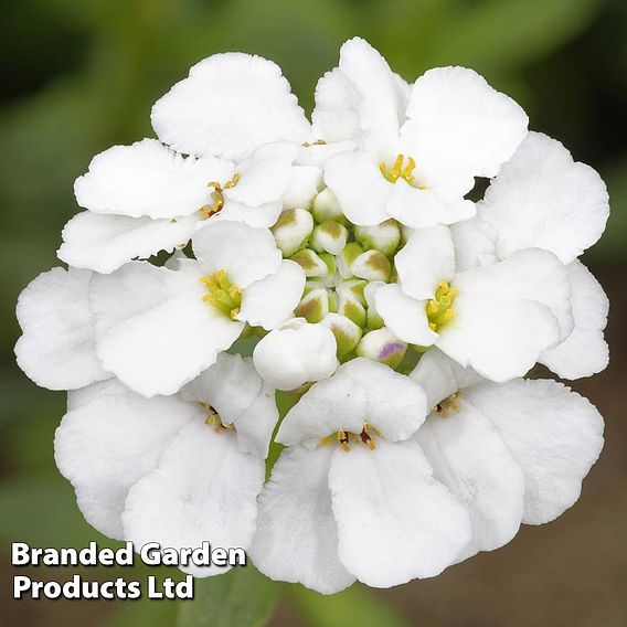 Candytuft Iberis amara 'White Pinnacle' - Organic Seeds