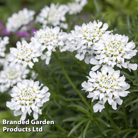 Candytuft Iberis amara 'White Pinnacle' - Organic Seeds