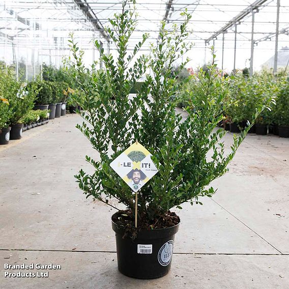 Ilex crenata 'Dark Green'