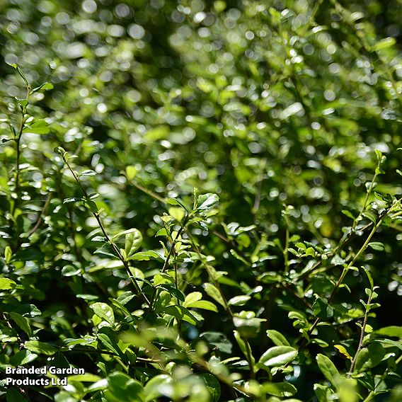 Ilex crenata 'Dark Green'