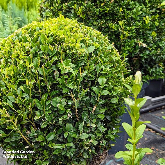 Ilex crenata 'Dark Green'