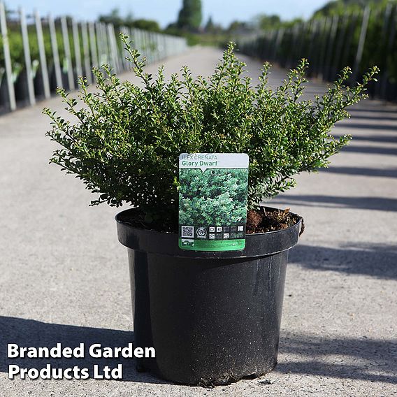 Ilex crenata 'Glorie Dwarf'