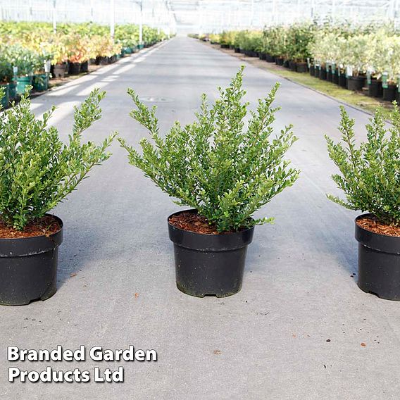 Ilex crenata 'Glorie Dwarf'