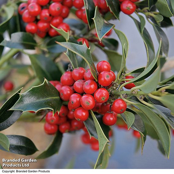 Holly 'Alaska'