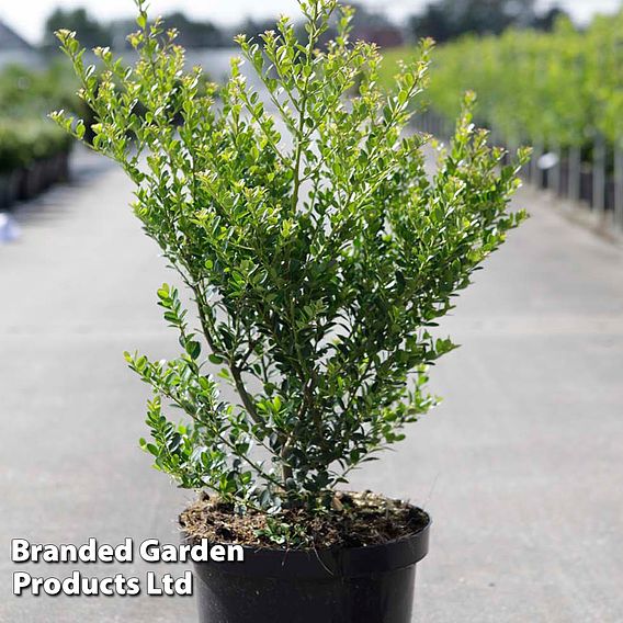 Ilex crenata 'Green Hedge'