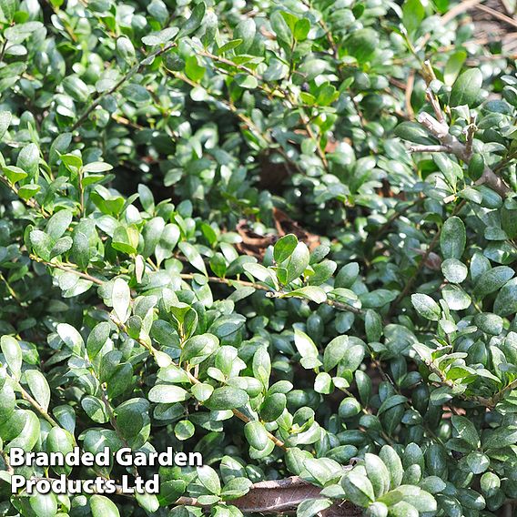 Ilex crenata 'Green Hedge'