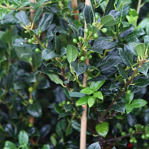 Ilex aquifolium 'J.C. van Tol'