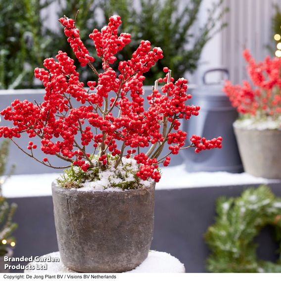 Ilex verticillata 'Jingle Bells' - Gift