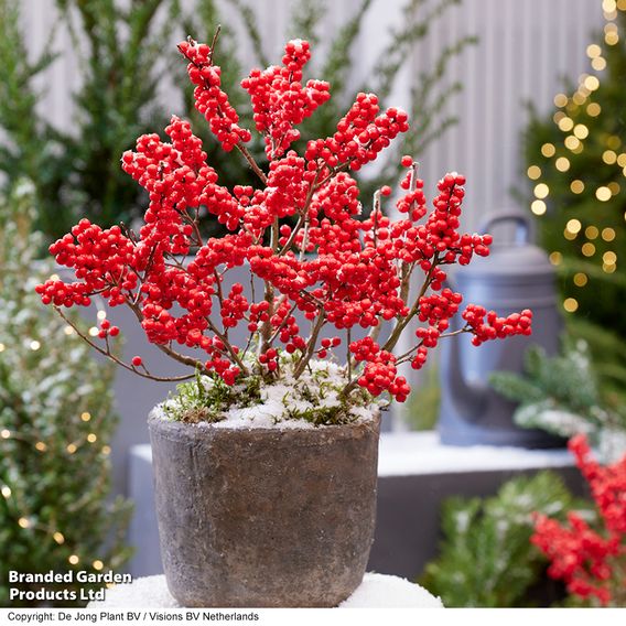 Ilex verticillata 'Jingle Bells' - Gift