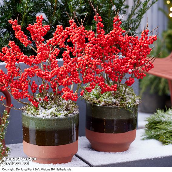 Ilex verticillata 'Jingle Bells' - Gift