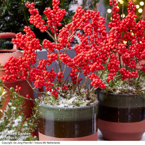 Ilex verticillata 'Jingle Bells' - Gift