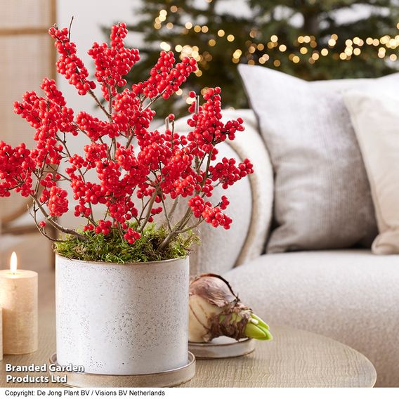 Ilex verticillata 'Jingle Bells' - Gift