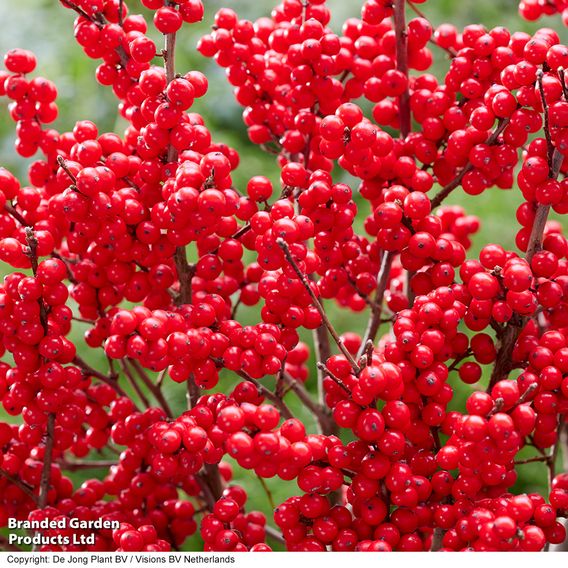 Ilex verticillata 'Jingle Bells' - Gift