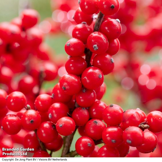 Ilex verticillata 'Jingle Bells' - Gift