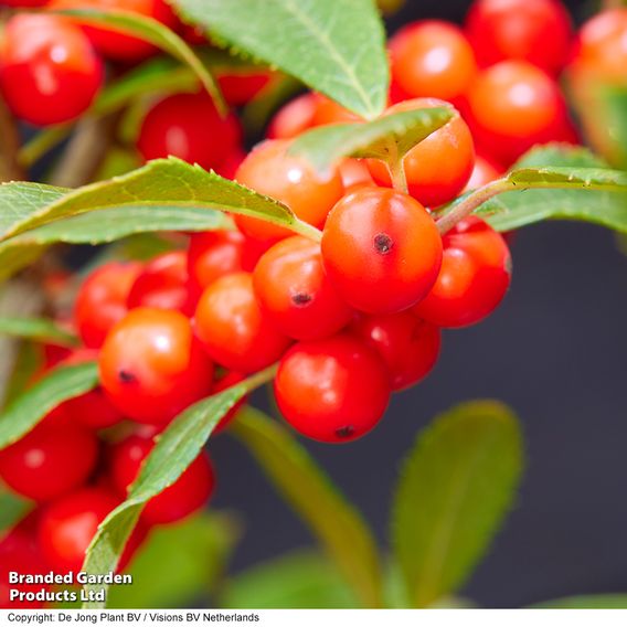 Ilex verticillata 'Jingle Bells' - Gift