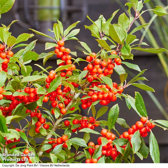 Ilex verticillata 'Jingle Bells' - Gift