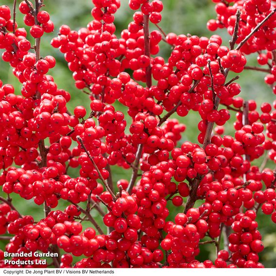 Ilex verticillata 'Jingle Bells' - Gift