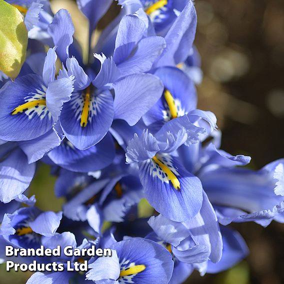 Iris reticulata 'Alida'