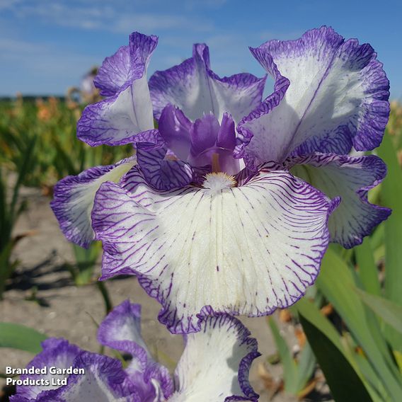 Iris 'Autumn Circus' (Reblooming)