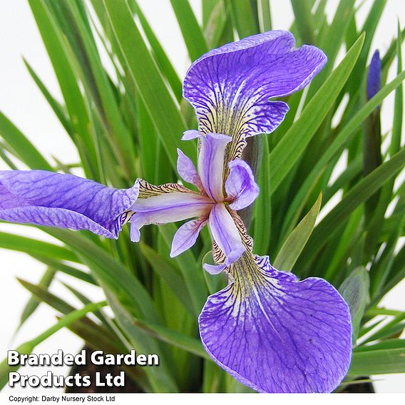 Iris setosa 'Baby Blue'