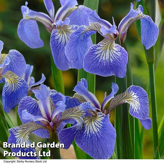 Iris setosa 'Baby Blue'