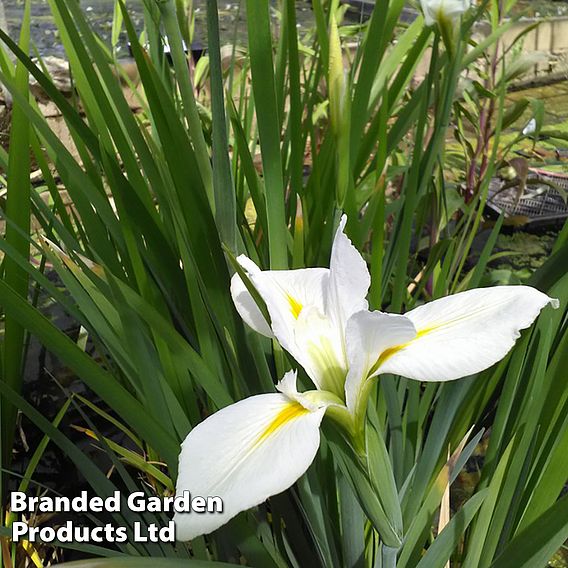 Iris louisiana 'Her Highness' (Marginal Aquatic)