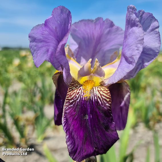 Iris Reblooming Autumn Collection