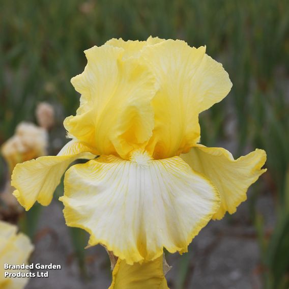 Iris Reblooming Autumn Collection