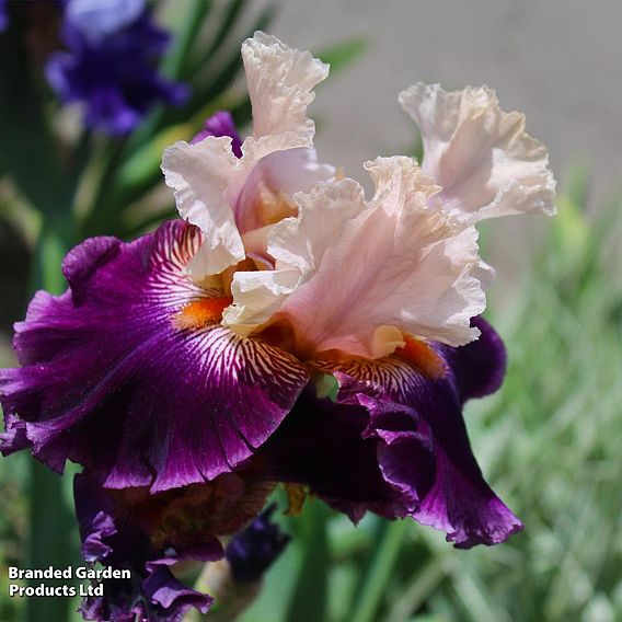 Iris 'Pass the Wine' (Re-Blooming)