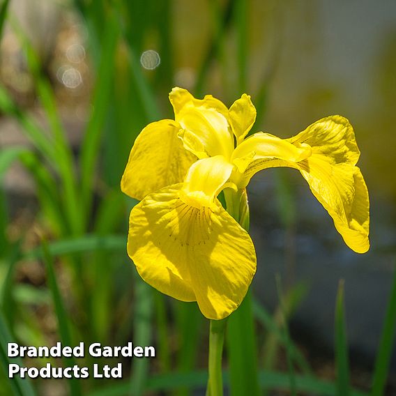 Iris pseudacorus 'Variegata' (Marginal Aquatic)