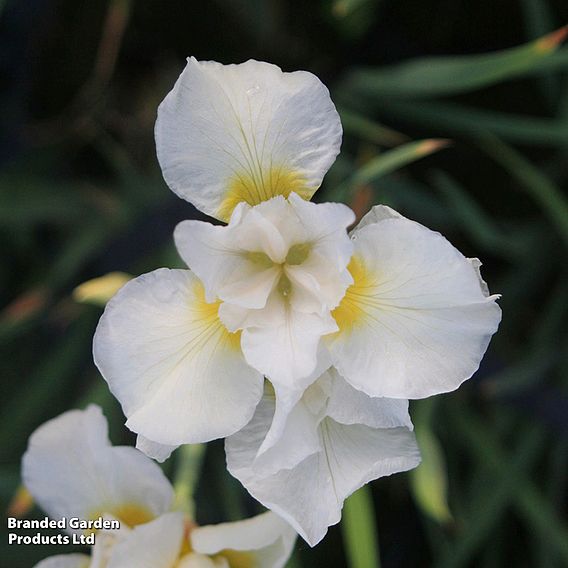 Iris sibirica 'Snow Queen'