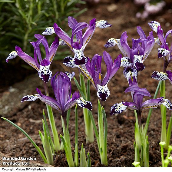 Iris reticulata 'Spot On'