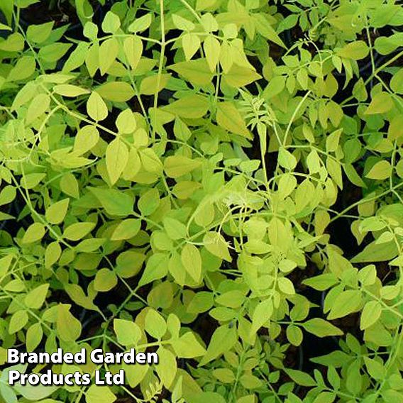 Jasminum officinale 'Fiona Sunrise'