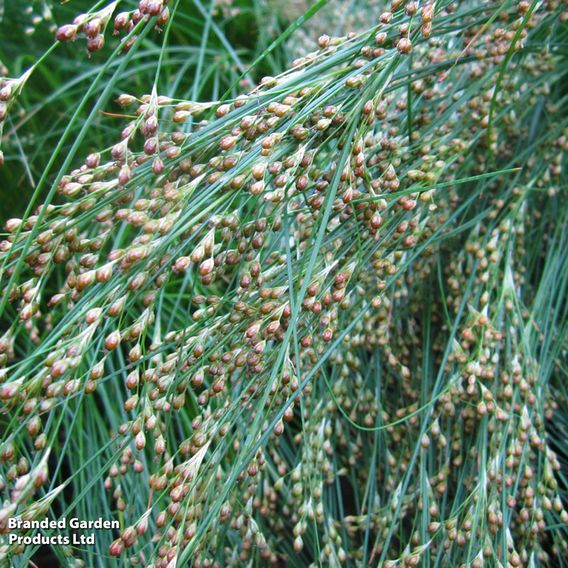 Juncus maritimus (Marginal Aquatic)