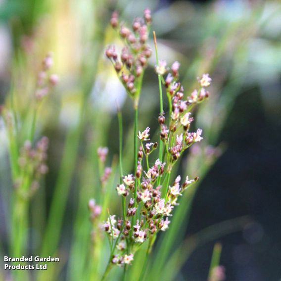 Juncus maritimus (Marginal Aquatic)