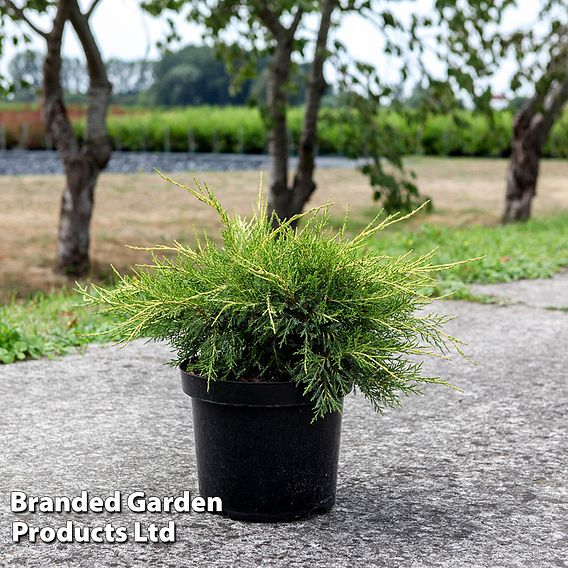 Juniperus pfitzeriana 'Gold Star'