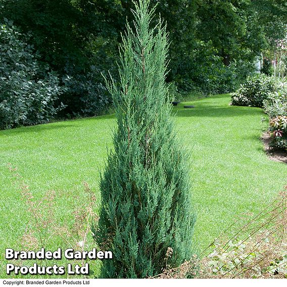 Juniperus scopulorum 'Skyrocket' | Suttons