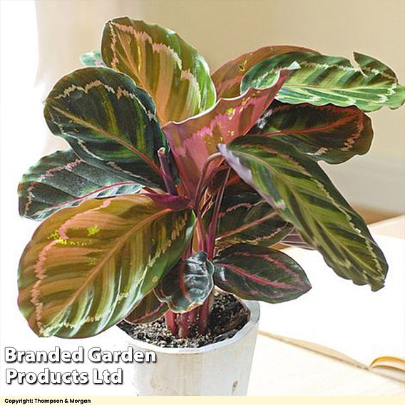 Calathea roseopicta 'Medallion'